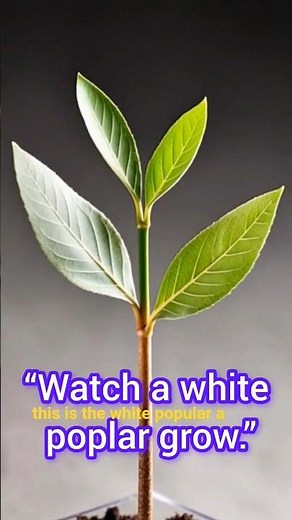 “White Poplar Growth 🌳 | Fast-Growing Shade Tree Timelapse”