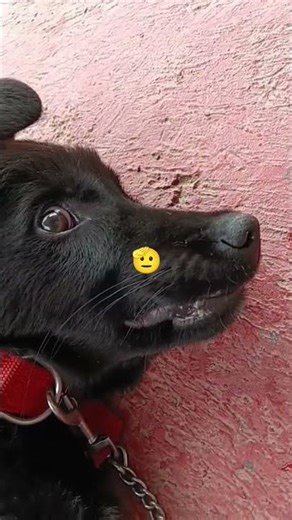 My Dog Told The Cameraman What To Do! 🎥🐶