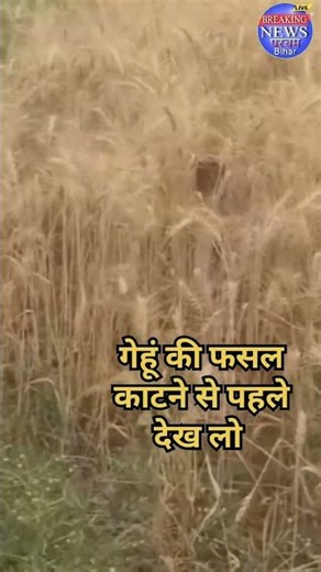 गेहूं की फसल काटने से पहले सावधान 🔥🙏 #shorts #short #viral #up #farmer