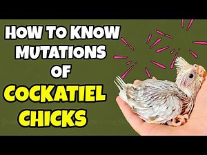 Top 5 Cockatiel Chick Mutations || How to know mutation of Baby Cockatiels || Cockatiel Parrot Tips