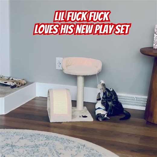 Kitten loves his new play set