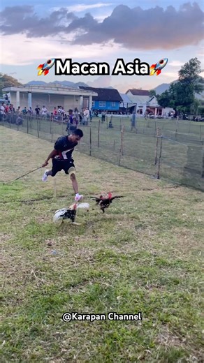 karapan ayam tradisi pulau sumbawa (chicken race) #karapansapi #karapankerbau #karapansapimadura