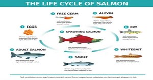 Salmon Life Cycle - Learn About Nature