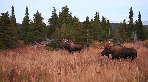 28K reactions · 3K shares | Welcome to Moose & Coffee with...