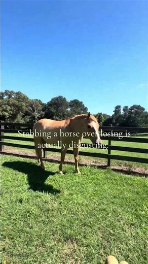 Literally insane #fypシ゚viral #horse #dontflop #equestrian #pony #horsegirl #tillie #honcho