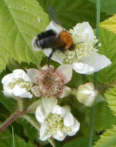 Bombus Hypnorum, The Tree Bumblebee: Nesting, Foraging, Habitat