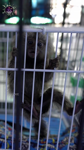 22K views · 399 reactions | 勞 Asia's largest exotic pet market ஆசியாவின் மிகப்பெரிய சந்தை  thailand pet market tamil #thailand #thailandtravel #bangkok #phuket #krabi #petmarket #chennai #vlog #vloggifywithkannan #exoticpets #budgettravel #snake #ballpython | VLOGGIFY WITH KANNAN | Facebook