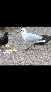 Black-headed Gull Eats Junk Food (1st-winter gull) #birds #japan #tokyo