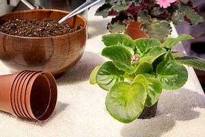When Do African Violets Bloom? (Right Conditions Get More Bloom)