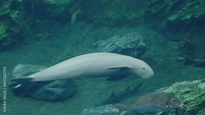 Friendly white finless porpoise swimming under the sea with other fish at Uminomori Aquarium in Sendai, Japan (Slow-mo)