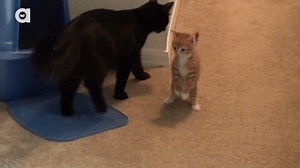 62K views · 5.8K reactions | Introducing 2 new cats should be a slow and gradual process... Luckily we had it easy with Cole and Marmalade and after a week they were living in the same "territory" and getting along well... This video shows how we introduced them, but there are many more methods and tips online.... GOOD LUCK! :) #NationalBestFriendsDay #BestFriendsDay #WaybackWednesday | Cole & Marmalade | Facebook