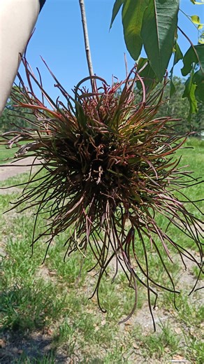 Parasitic plant growth or something else? Last two photos are the tree it's on. | Facebook