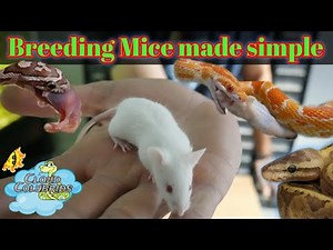 Breeding Mice