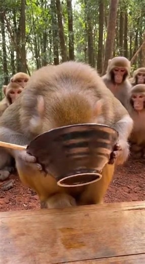 🍜🐒 Monkey Eats Ramen Like a Pro Slurping Nonstop 😂 #MonkeyMukbang #MonkeyEatsRamen #FunnyMonkey #AnimalMukbang #RamenTime #CuteAnimals #FunnyAnimals #ViralShorts #Shorts #FYP | MonkeyOops TV