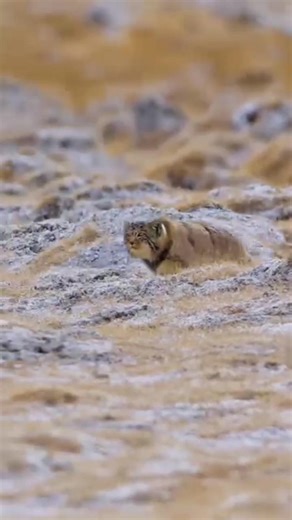 beautiful Himalayan cat #mountainswiev #himalayanrange #wildlife #brownanimal #animals #nature