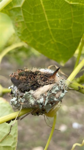 Habías visto un Colibrí bebé? #viral #animals #shorts #colibrí