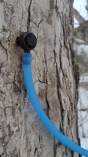 Full maple syrup process with a little motivation to go against the grain 🍁 Why harvest your own sugar Because big pharma & the food industry work together to keep you sick and keep profits up. Take | Olivia Koller