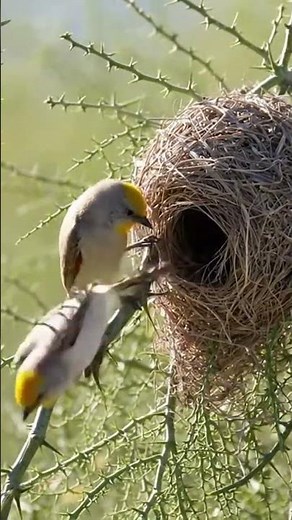 Discover the Charming Verdin Bird Flourishing in Diverse Wild Scenes 🐦
