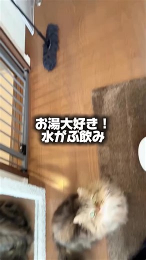 ねこトピ🐈猫好きのための豆知識 on Instagram: "—————————————— ご覧いただきありがとうございます。 @neko_topic です🐈 フォローやコメント、いつも本当に感謝しています❣ 今日は @nekorobi.nekofirst さんの素敵な投稿をご紹介します🐾 —————————————— #Repost @nekorobi.nekofirst ・・・ 寒いと飲まない🙀 寒い季節… 猫ちゃんの“飲む量”はどうしても減りがち。 理由はシンプル。 😿「冷たくて寒い…飲みたくにゃい」 そんな季節は、 お湯がとってもオススメ✨ ぬるま湯にするだけで、ガブガブ飲んでくれるかも♪ 飲水量が増えれば── ◎ 膀胱炎の予防 ◎ おしっこトラブルの軽減 ◎ 腎臓への負担をやわらげる など、冬に気をつけたいポイントをしっかり守れます。 小さな工夫だけど、 愛猫の身体に優しい“あったかケア”です🌸 𓈒𓂃𓃠 今日も明日も、 愛猫とあったかく穏やかに過ごせますように🌿 ———————————————————— \猫ちゃん豆知識で、愛猫との暮らしをもっと安心に/ 