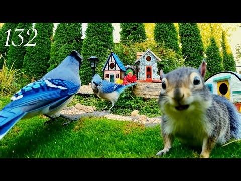Cat TV: Chipmunks, Birds and Squirrels in a Green Garden. 4K. Episode 132