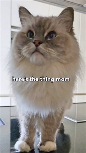 #Cattitude #Catlogic | Timo the Ragdoll Cat