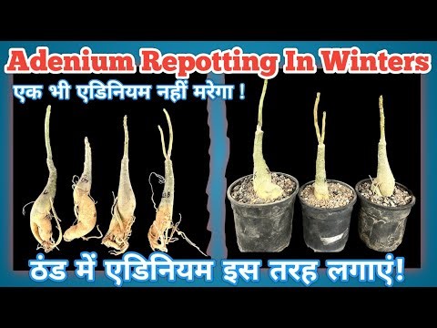 Adenium Winter Repotting: What You NEED to Know