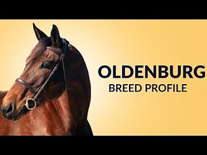 Oldenburg Horse Breed Profile History - Price - Characteristics - Training - Grooming