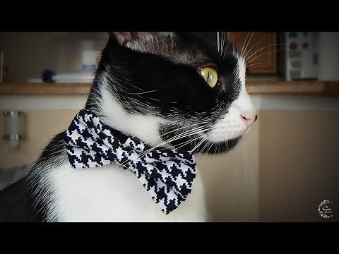 DIY Bow Tie for Pets | The Sweetest Journey