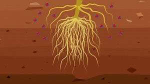 Want to know more? Read the paper: http://science.sciencemag.org/content/361/6403/694 Maize plants release secondary metabolites into the soil that bind to iron and thereby facilitate its uptake by the plant. The Western corn rootworm (Diabrotica virgifera), the economically most important maize pest worldwide, is attracted by these complexes, extracts the bound iron from the maize plant uses it for its own nutrition. Original publication: L. Hu et al. Plant Iron Acquisition Strategy Exploited b