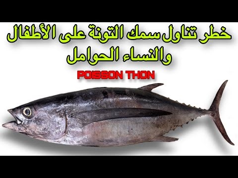 سمكة التونة العنيدة فوائد وأضرار تناولها ومعلومات هامة عنها