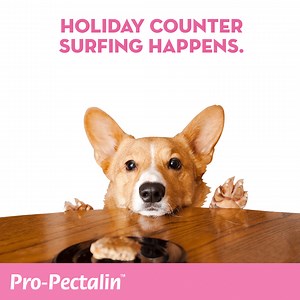 Is Pro-Pectalin™ on your holiday shopping list?  https://store.myhappypets.com/shop-pro-pectalin/ | My Happy Pets USA by Vetoquinol | Facebook