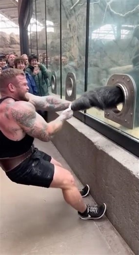 Gorilla vs Strongest Man on Earth: Who Is Truly Stronger?