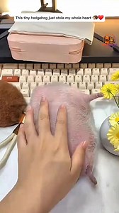 The Cutest Mini Hedgehog You’ll See Today!”… | Unique Zoo02 | Facebook