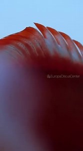 Red Cover Diskus 😍😍😍 #EuropaDiscusCenter #Diskuszucht #Diskus #discus #discusbreeding #discusfarm #fishfarm #freshwater #aquarium | EuropaDiscusCenter