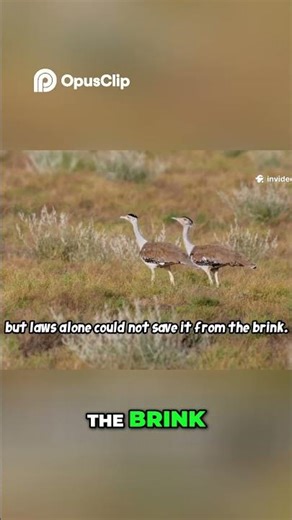 Jump-Start Conservation: Saving India's Endangered Bird