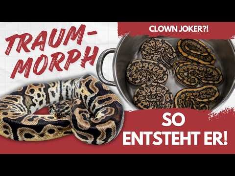 🔥 Clown Joker?! Will THIS be our next dream morph? 🐍