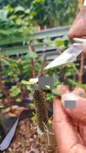 79K views · 740 reactions | This video will show you how to change varieties in older fruit trees using the most effective grafting technique for this situation – the Bark Graft Technique #mango #grafting | GardeningFruit | Facebook