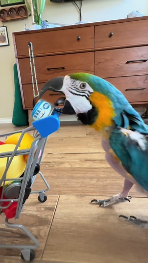 Training Techniques for Supermarket Sweep Contestants