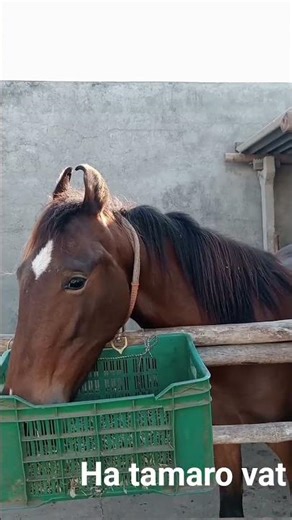 laxmi And shivani 🥰 ha tamaro vat#viral #horse #ekmotahathighumechala #sarbebhabantusukhinah