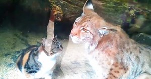 Cat Sneaks Into A Zoo Enclosure And Becomes BFFs With A Lynx