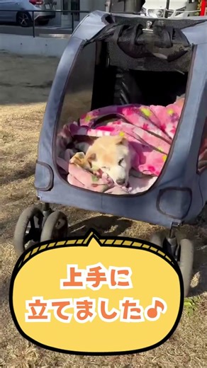 Warmth in winter is precious! Rehabilitation and siesta at the old dog bank #rescue #shelterdog