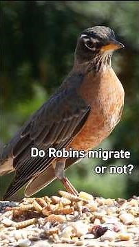Do American Robins migrate or not? #birdfeeding #birdfeeder #robin #birding #birds #wildlife