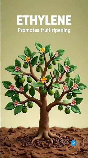Plant Hormones Explained | Auxin, Gibberellin, Cytokinin, ABA & Ethylene | Complete Biology