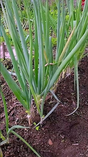 ネギが倒れる原因と対策！簡単な方法で元気に育てよう#家庭菜園