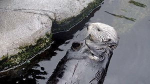 This aquarium's adult sea otters help raise rescued pups