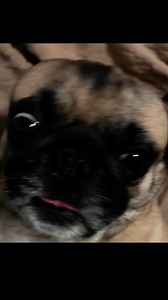 59K views · 1.7K reactions | Be a problem 藍殺#fbreelsfypviral #doggolife #funnyreelsvideoシ #funnyvideos #pugsdaily #funny #pug #puglove | Pug Philosophy | Facebook