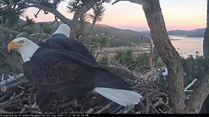 218K views · 20K reactions | That's not a stick, its a tree! Looks like Jackie was going for the biggest stick in the nest award with this one...this was not an ordinary unruley stick, this was a two eagle job! Shadow had his ideas, Jackie had hers of where the stick should be placed, even getting Shadow all tangled up for a minute. In the end, teamwork got it done....we think, there may be a barricade at the back door! | Friends of Big Bear Valley and Big Bear Eagle Nest Cam | Facebook