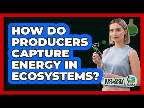 How Do Producers Capture Energy In Ecosystems?