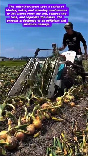 Efficient Onion Harvesting with Onion Harvester Machine