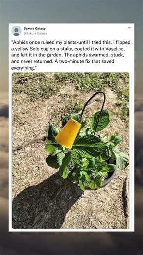Aphid Trap Using a Yellow Cup 🌺 🟡 Genius Garden Hack That Works#AphidTrap #GardenHack